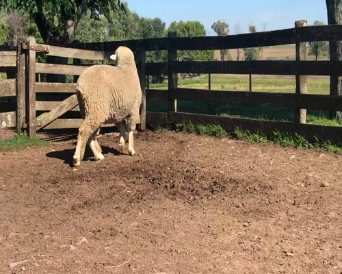 Lote 1 Borregos Planteleros en Cerro Largo, Cerro Largo