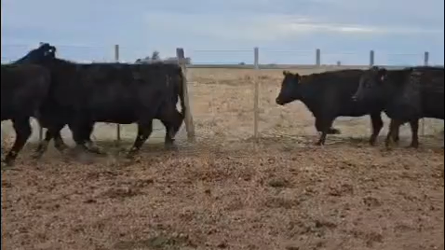 Lote 29 Vaquillonas C/ gtia de preñez