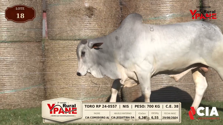 Lote Lote 18