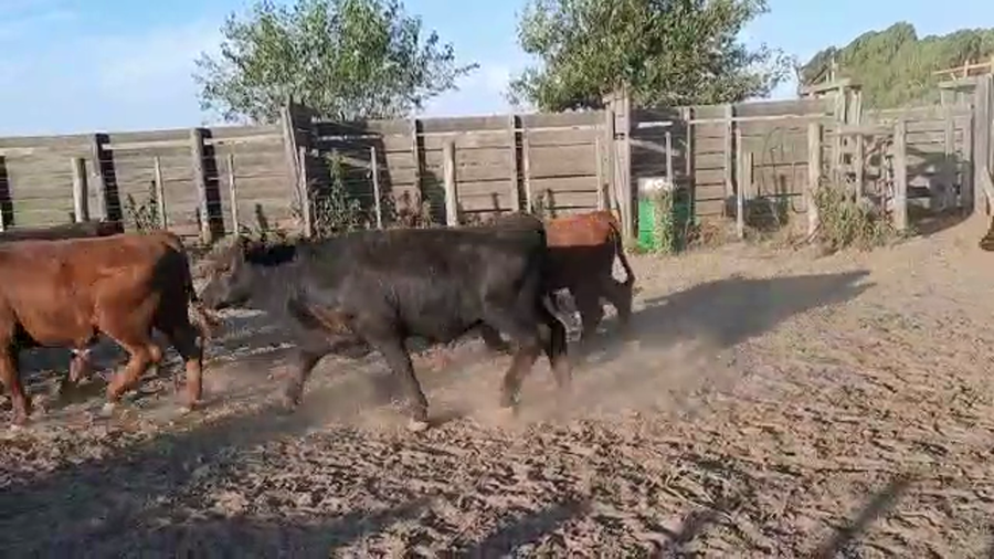 Lote 70 Terneros/as en Pellegrini, Buenos Aires