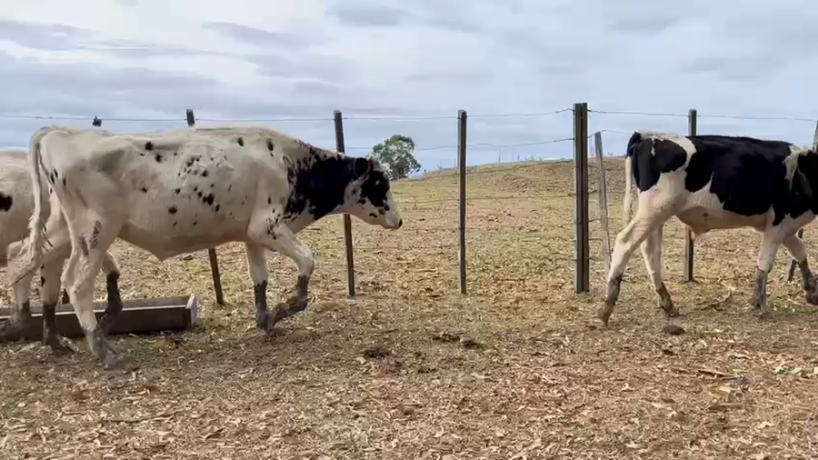 Lote NOVILLOS 1 a 2 AÑOS