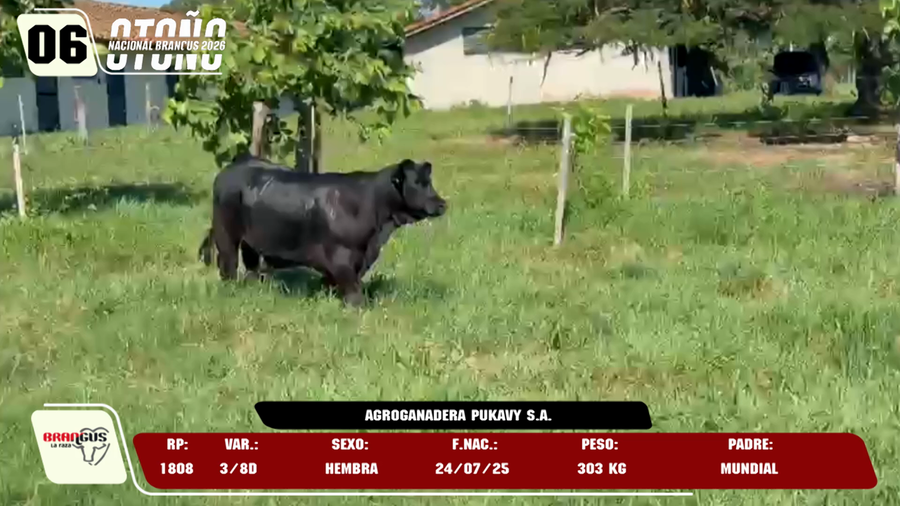 Lote LOTE 6 -DE JUNIOR