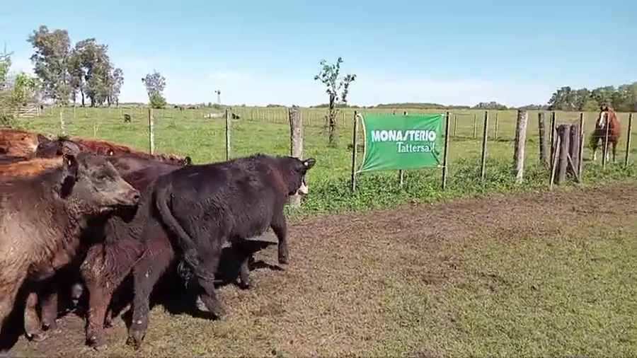 Lote 60 Terneros/as en Chascomus