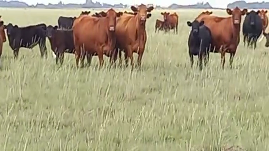 Lote 70 Terneros en Daireaux, Buenos Aires