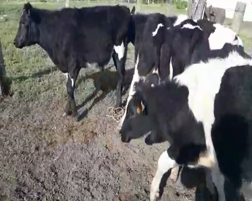 Lote 6 Novillos HOLANDO a remate en Pantalla Aniversario 230kg - , San José