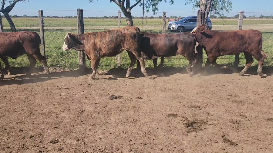 Lote 110 Terneros en Clorinda, Formosa