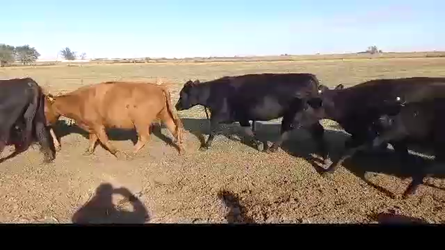 Lote 51 VACAS / 3 VAQ.