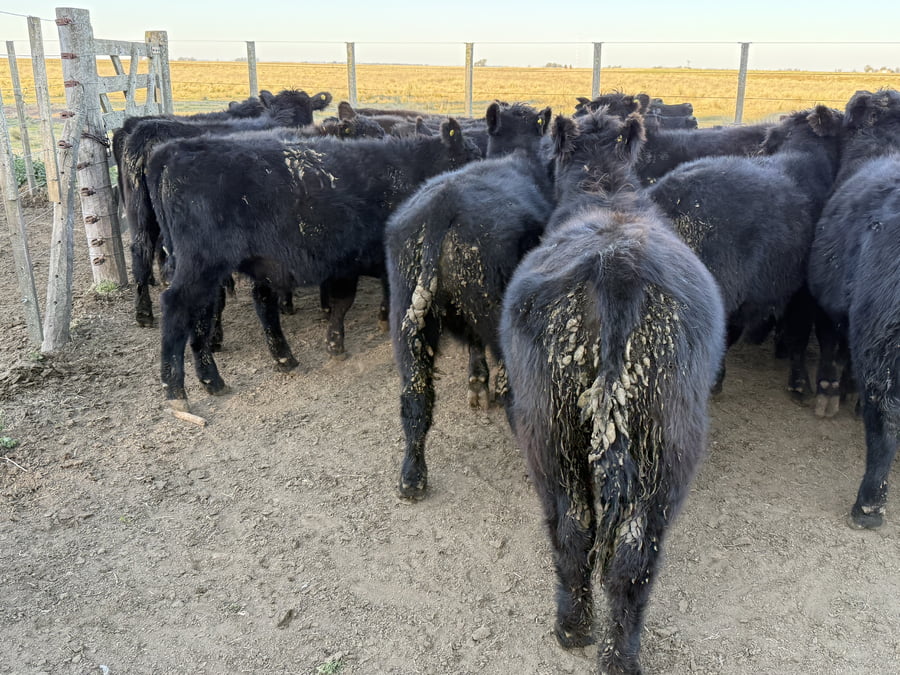 Lote 25 Terneros/as en Buenos Aires, Tres Arroyos