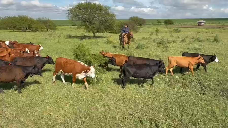 Lote 140 Vaquillonas