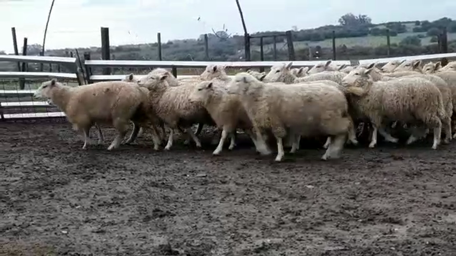 Lote CORDEROS HIGHLANDER