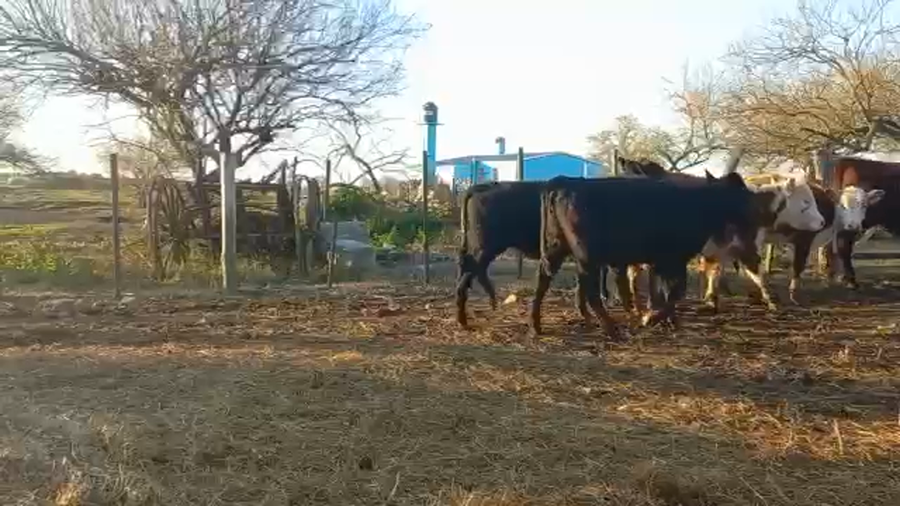 Lote Terneras