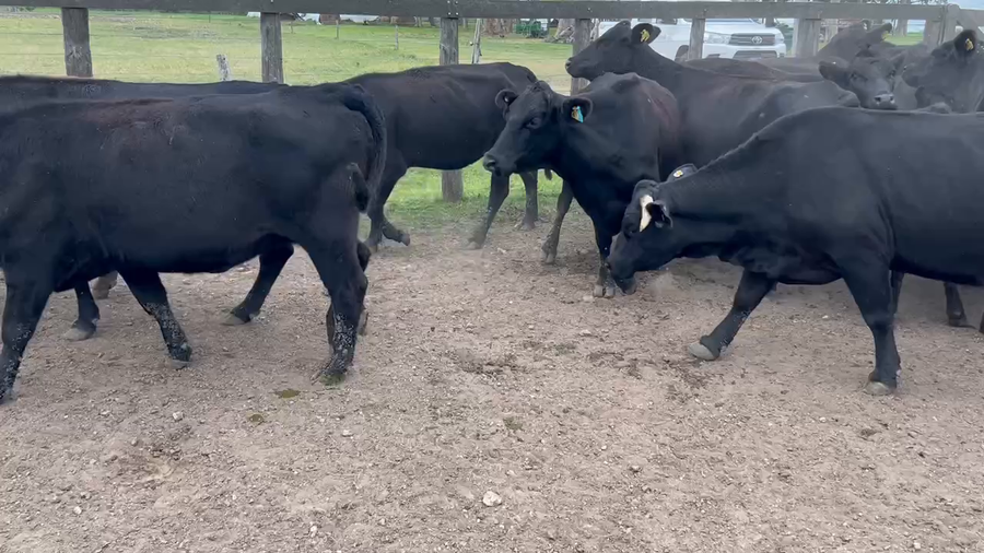 Lote 24 Vacas de invernar en Durazno, Entre Ríos