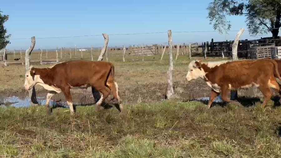 Lote 45 Terneros en Corrientes, Paso de Los Libres