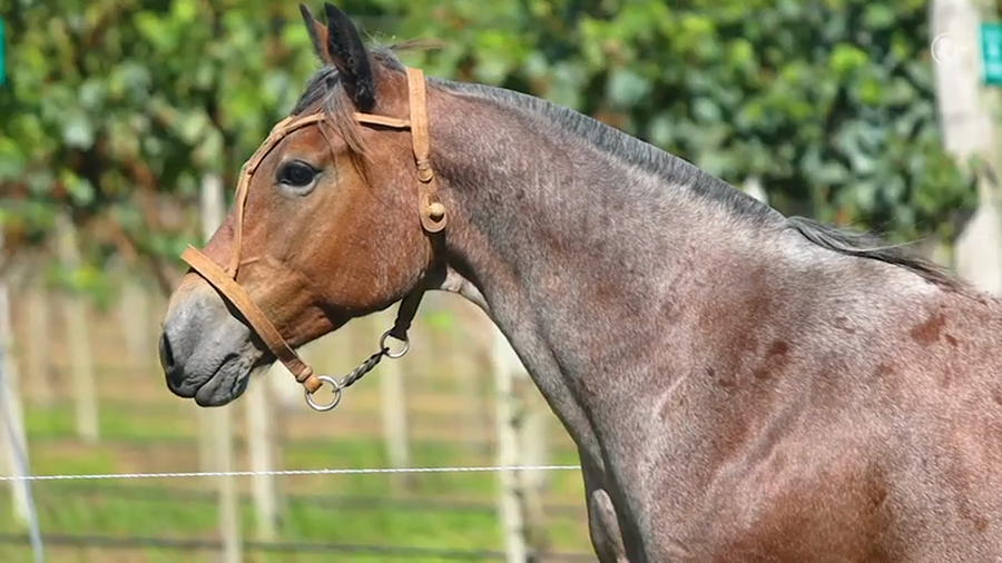 Lote El Cerro Alborada - Cabaña Tacuari