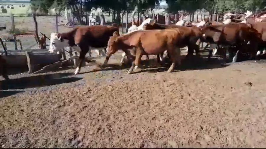 Lote 50 Novillitos en Villaguay, Entre Ríos