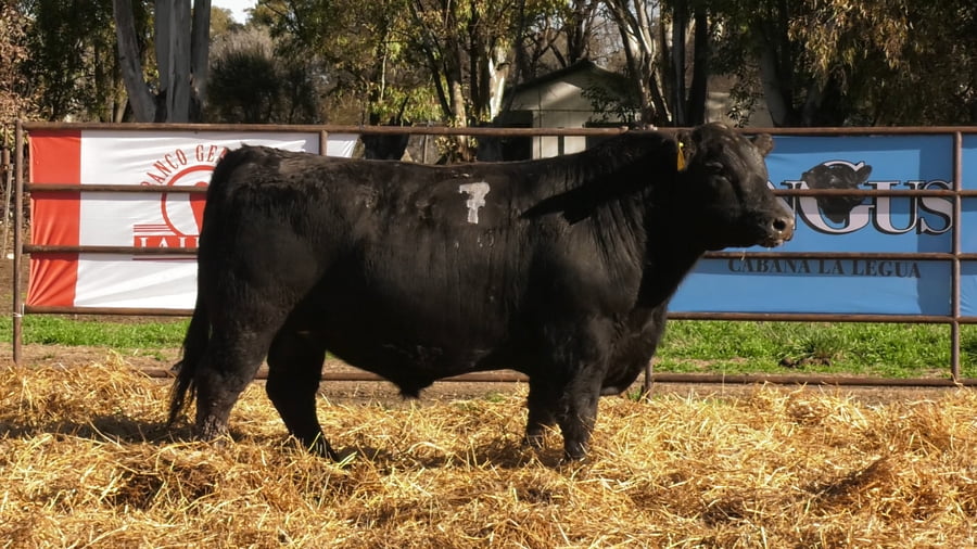 Lote TOROS ANGUS NEGROS PC