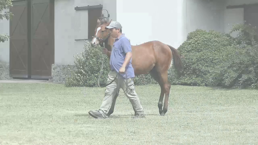 Lote SIENA RIDE (RERIDE -  OSINTXU AUZOA)