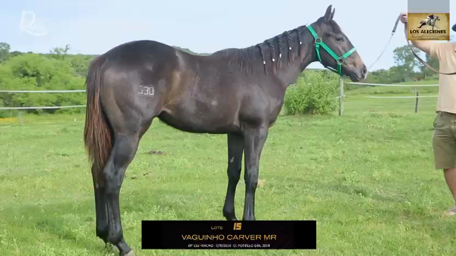 Lote VAGUINHO CARVER MR