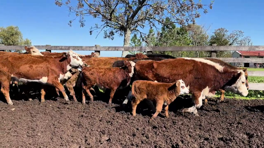 Lote PIEZAS DE CRIA