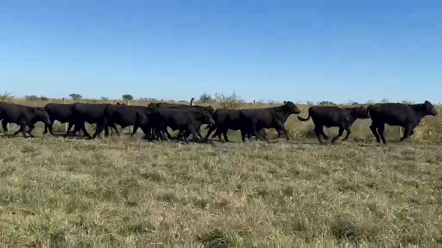 Lote 70 Terneros en Entre Ríos, San Jaime