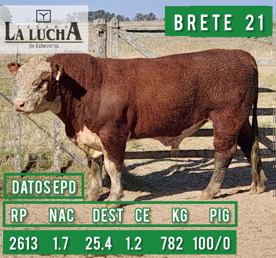 Lote TOROS POLLED HEREFORD PI
