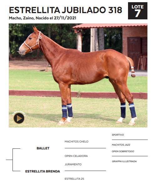 Lote LOTE 7