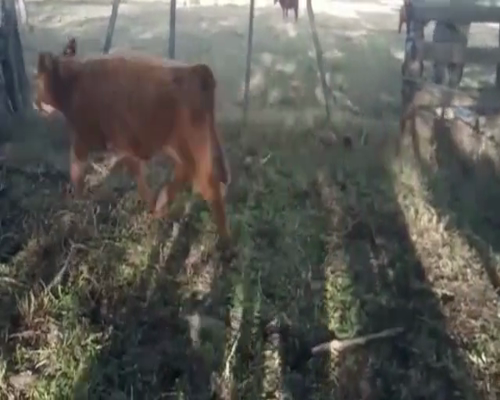 Lote 11 Terneros HOLANDO Y CRUZA 140kg - , San José