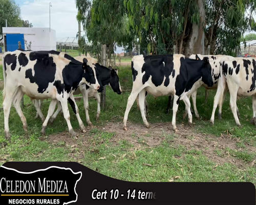 Lote (Vendido)14 Terneros Holando HO a remate en 14 remate por pantalla - Celedón 284kg - , Canelones