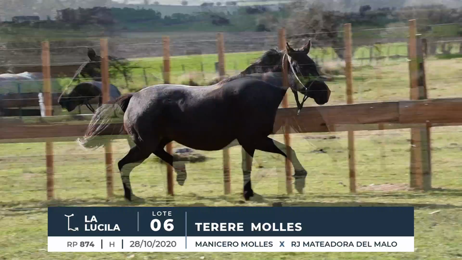 Lote TERERE MOLLES