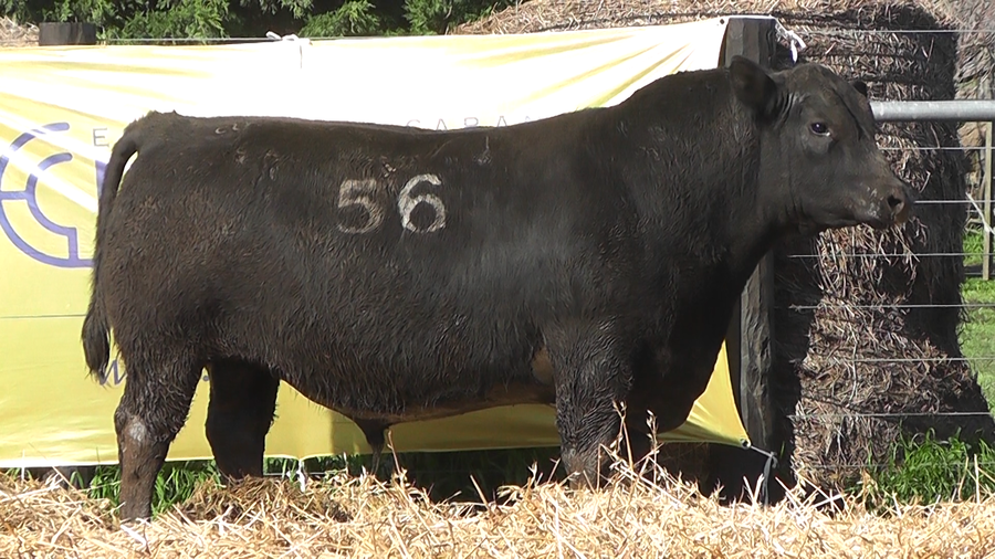 Lote TOROS ANGUS PURO CONTROLADO