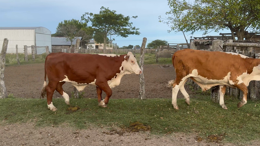 Lote 60 Novillitos en Corrientes, Curuzú-Cuatiá