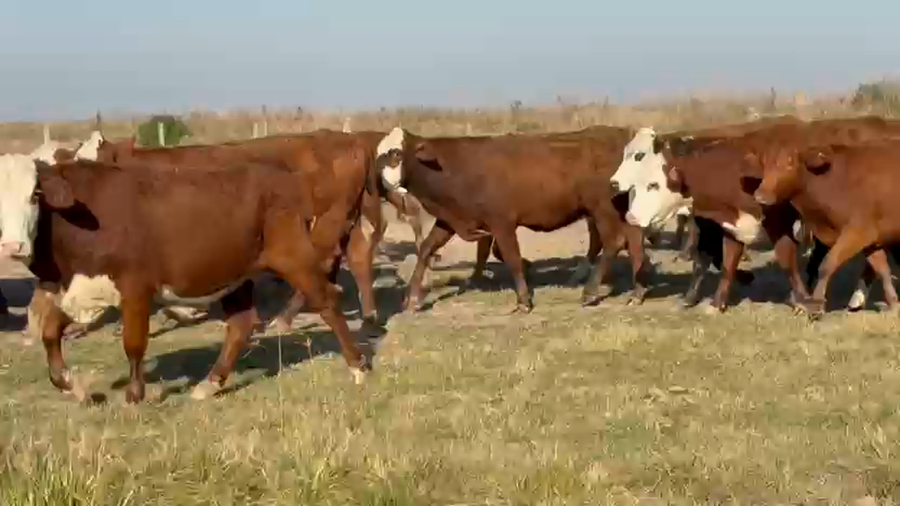Lote 38 Vaquillonas C/ gtia de preñez