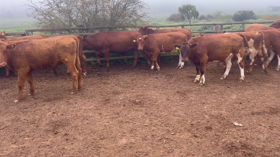 Lote 90 Novillo Engorda