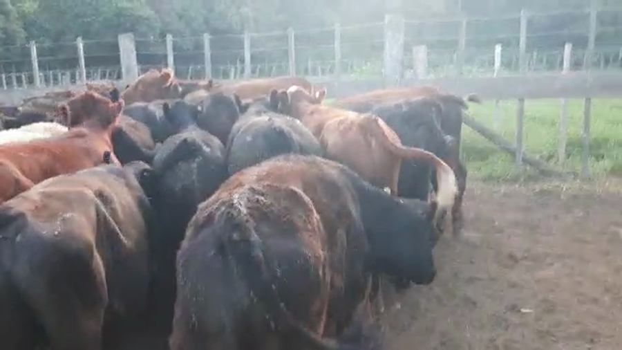 Lote 50 Terneros en Buenos Aires, Bolívar