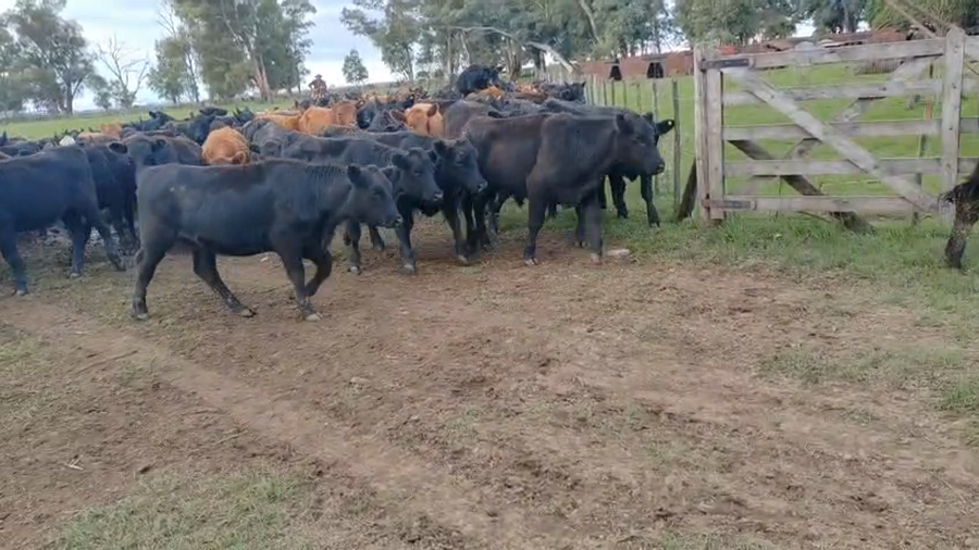 Lote 500 Terneros/as