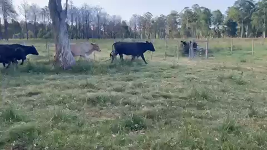 Lote 35 Vacas medio uso C/ gtia de preñez en Tapebicuá, Corrientes