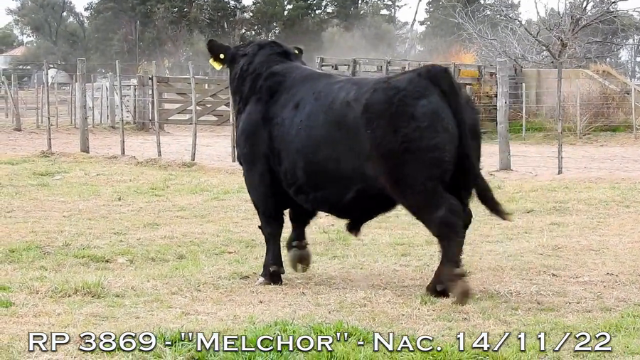 Lote TOROS PUROS DE PEDIGREE