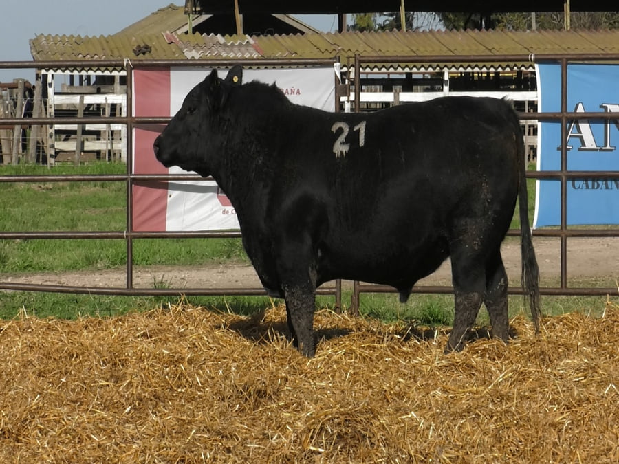 Lote TOROS ANGUS NEGROS PC