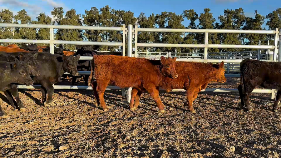 Lote 35 Terneros/as