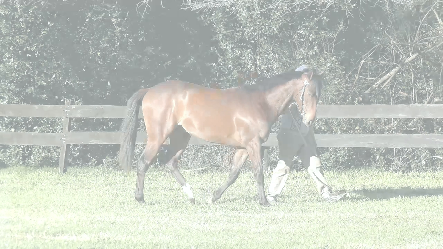 Lote BESO TIME (ANNALS OF TIME - JOY BESONIA)