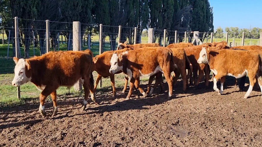 Lote 16 Terneros/as en Coronel Suarez, Buenos Aires