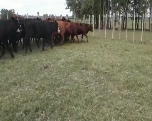 Lote Novillos