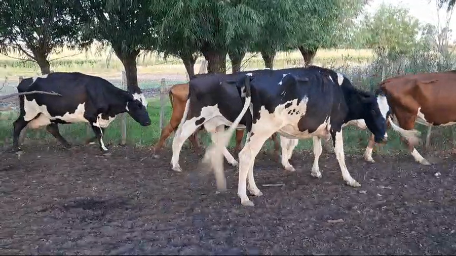 Lote VACAS DE INVERNADA