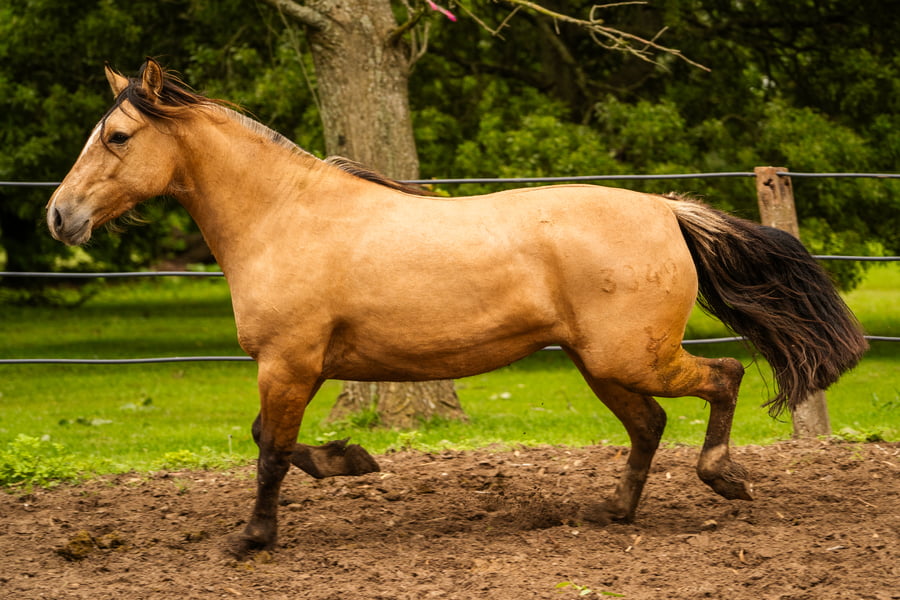 Lote CHARQUE HOCIQUERA