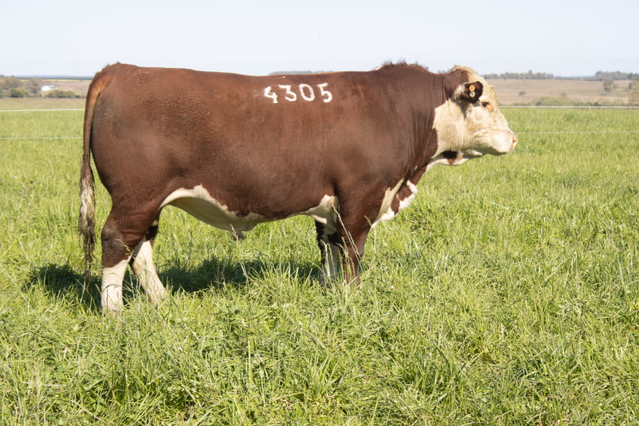 Lote 22