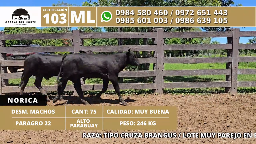 Lote 75 Desmamantes machos a remate en 1ra Feria Especial Monte del Chaco 246kg -  en Carmelo Peralta los de Norica  Puerto Sastre los de Ygua Pora