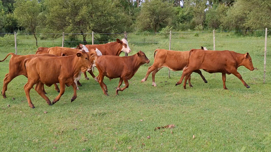 Lote 22 Terneros/as