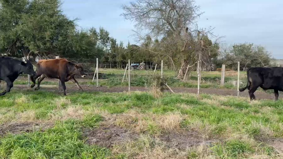 Lote NOVILLOS 1 a 2 AÑOS