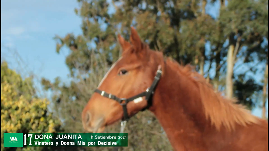 Lote DOÑA JUANITA