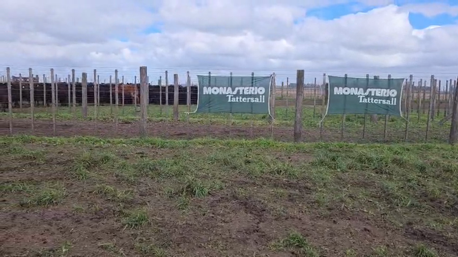 Lote 75 Vaquillonas en Tres Arroyos